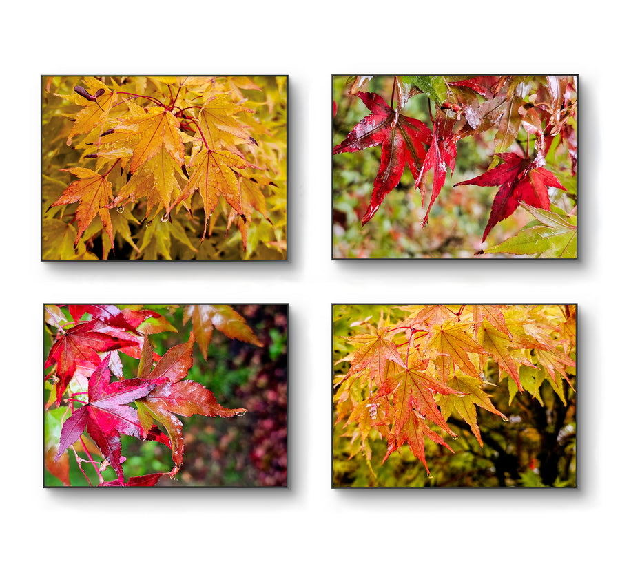 Autumn Rain-Kissed Vibrant Leaves Macro Photography