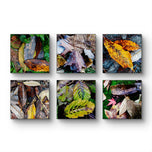 Autumn Vibrant Leaves Photography Prints | Set of 6 Unstretched Canvas Square Wall Art | Biophilic Nature Decor
