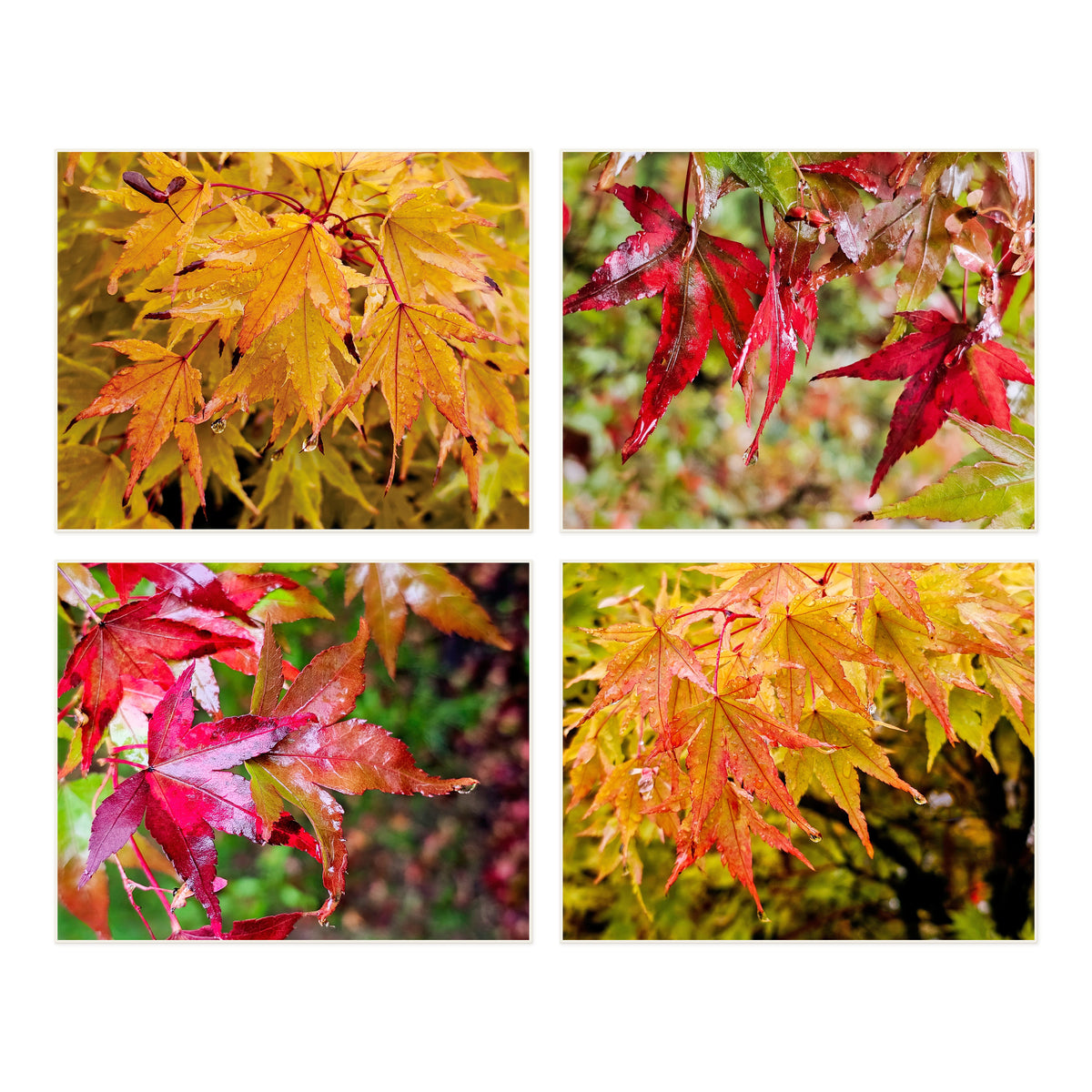 Autumn Rain-Kissed Vibrant Leaves Macro Photography