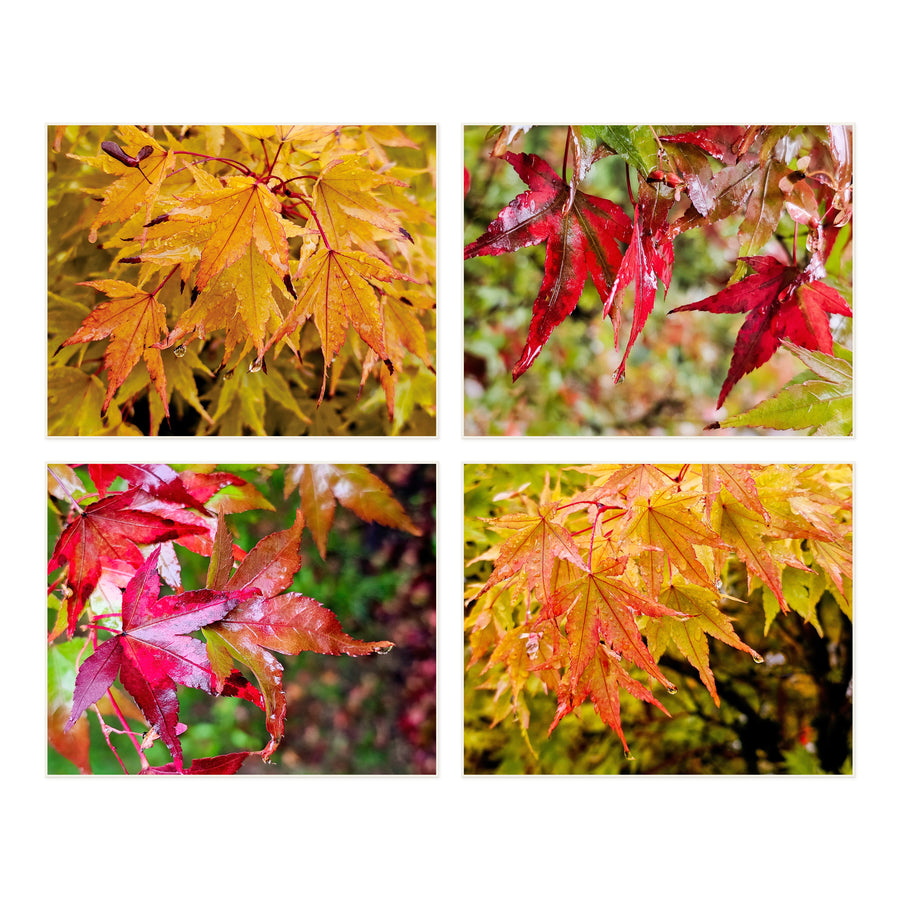 Autumn Rain-Kissed Vibrant Leaves Macro Photography