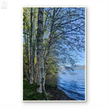 Tranquil Birch Trees by Mountain Lake Canvas Wall Art | Unframed Vertical Nature Photography Print | Biophilic Décor for Living Room, Bedroom & Office