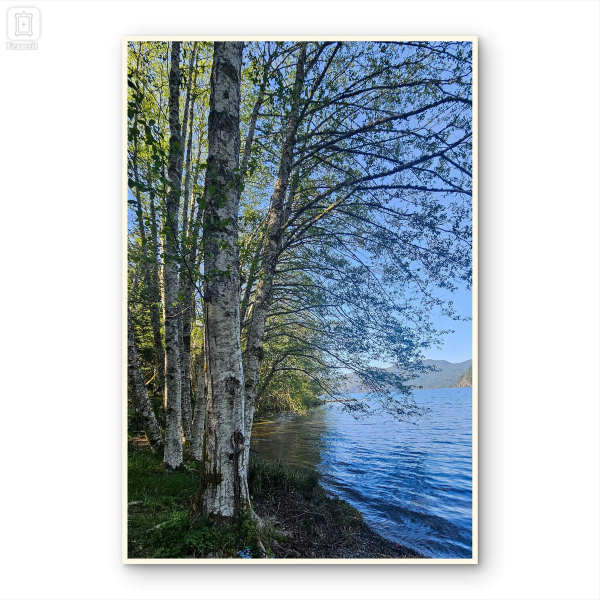 Tranquil Birch Trees by Mountain Lake Canvas Wall Art