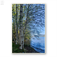 Tranquil Birch Trees by Mountain Lake Canvas Wall Art | Unframed Vertical Nature Photography Print | Biophilic Décor for Living Room, Bedroom & Office