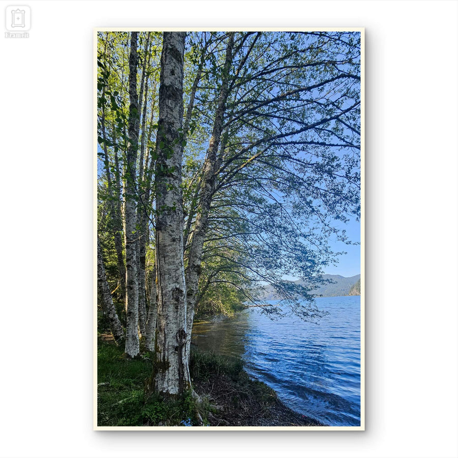 Tranquil Birch Trees by Mountain Lake Canvas Wall Art