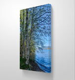 Tranquil Birch Trees by Mountain Lake | Authentic Nature Photography | Vertical Gallery Wrapped Canvas | Living Room, Office, or Cabin Wall Art