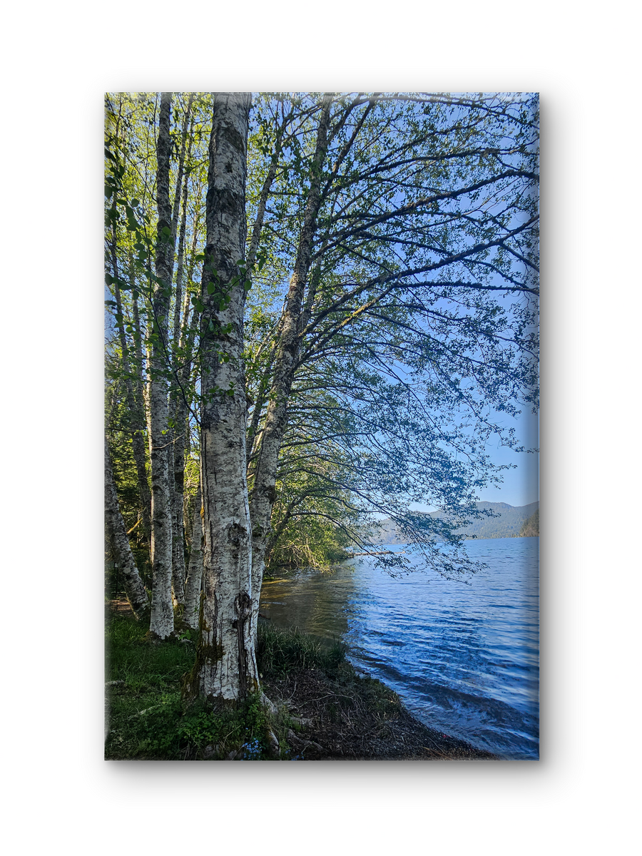 Tranquil Birch Trees by Mountain Lake