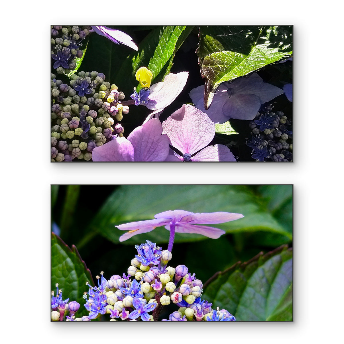Summer Brilliance — Fairy Hydrangea