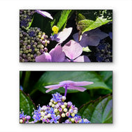 Summer Brilliance — Fairy Hydrangea | Purple Flower Macro Wall Art Set of 2 | Magical Summer Garden | Unframed Horizontal Canvas Prints