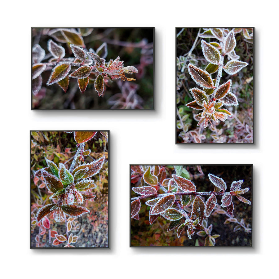 Winter Frost Macro Canvas Wall Art