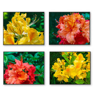files/Vibrant-Rhododendron-Canvas-Wall-Art-Set-of-4-Macro-Photography-Unframed-Horizontal-Prints_282b9f65-afe6-4547-82f5-e32e92637066.jpg