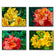 Vibrant Rhododendron Flowers Canvas Wall Art Set of 4 | Unframed Horizontal Macro Photography Prints | Biophilic Décor for Living Room, Bedroom & Office