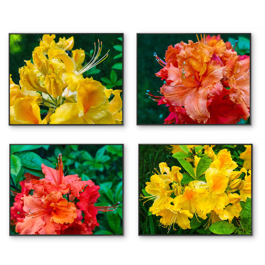 Vibrant Rhododendron Flowers Canvas Wall Art Set of 4