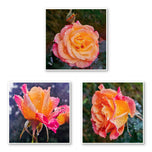 Vibrant Roses with Raindrops Canvas Wall Art Set of 3 | Unframed Square Macro Photography Prints | Biophilic Décor for Living Room, Bedroom & Office
