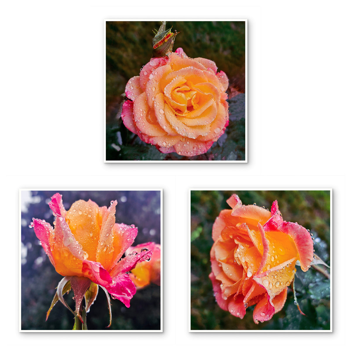 Vibrant Roses with Raindrops Canvas Wall Art Set of 3