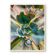 files/Vibrant-Spring-Succulent-Canvas-Wall-Art-Unframed-Vertical-Macro-Photography-Print_3_c15baeeb-2bc4-4cba-a62e-bb589634c780.jpg