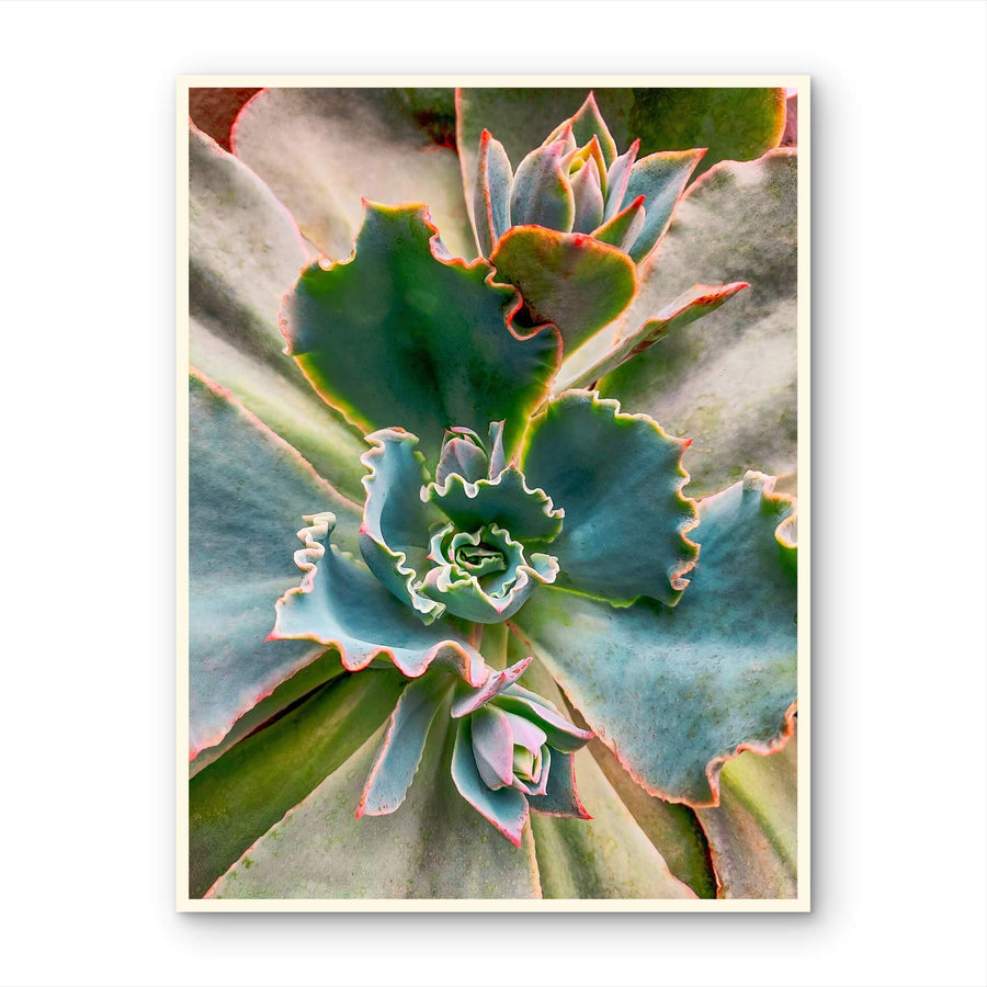 Vibrant Spring Succulent Canvas Wall Art