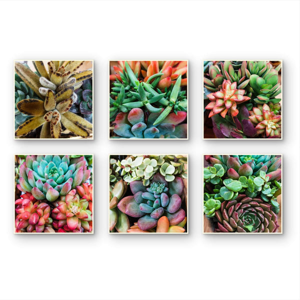 gallery of succulents Spring Succulents Canvas Wall Art Set of 6