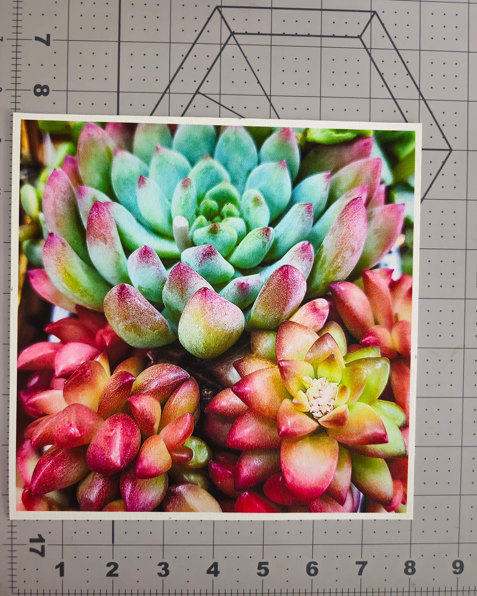 succulents on canvas 8 x 8 in Vibrant Spring Succulents Canvas Wall Art Set of 6 — Unframed Square Macro Photography Prints