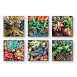 Vibrant Spring Succulents Canvas Wall Art Set of 6 — Unframed Square Macro Photography Prints
