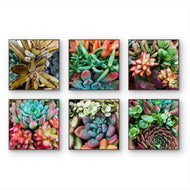 Vibrant Spring Succulents Canvas Wall Art Set of 6 — Unframed Square Macro Photography Prints