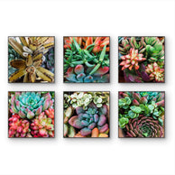 files/Vibrant-Spring-Succulents-Canvas-Wall-Art-Set-of-6-Unframed-Square-Macro-Photography-Prints_6.jpg