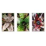 Vibrant Succulent Plants Authentic Closeup Photography Wall Art | Vertical Unframed Canvas Prints Set of 3 | Biophilic Home Office Décor