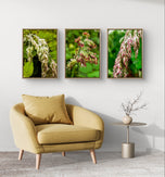Wetland Grass with Raindrops - Authentic Macro Photography - Unframed Canvas Vertical 3 Prints Set - Biophilic Style Wall Art Decor