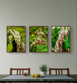 Wetland Grass with Raindrops - Authentic Macro Photography - Unframed Canvas Vertical 3 Prints Set - Biophilic Style Wall Art Decor