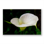 Kissed by Rain — White Arum Lily with Raindrops | Macro Photography Canvas Wall Art | Unframed Horizontal Print | Biophilic Decor