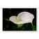 Kissed by Rain — White Arum Lily with Raindrops | Macro Photography Canvas Wall Art | Unframed Horizontal Print | Biophilic Decor