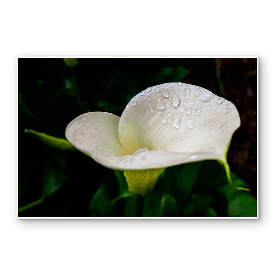 Kissed by Rain — White Arum Lily with Raindrops