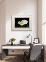 Kissed by Rain — White Arum Lily with Raindrops | Macro Photography Canvas Wall Art | Unframed Horizontal Print | Biophilic Decor