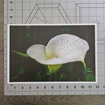 Kissed by Rain — White Arum Lily with Raindrops | Macro Photography Canvas Wall Art | Unframed Horizontal Print | Biophilic Decor