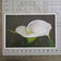 Kissed by Rain — White Arum Lily with Raindrops | Macro Photography Canvas Wall Art | Unframed Horizontal Print | Biophilic Decor