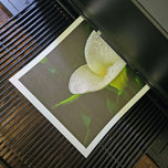 Kissed by Rain — White Arum Lily with Raindrops | Macro Photography Canvas Wall Art | Unframed Horizontal Print | Biophilic Decor