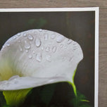 Kissed by Rain — White Arum Lily with Raindrops | Macro Photography Canvas Wall Art | Unframed Horizontal Print | Biophilic Decor