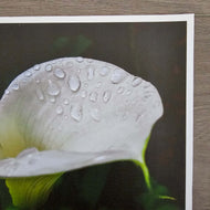 Kissed by Rain — White Arum Lily with Raindrops | Macro Photography Canvas Wall Art | Unframed Horizontal Print | Biophilic Decor
