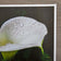 Kissed by Rain — White Arum Lily with Raindrops | Macro Photography Canvas Wall Art | Unframed Horizontal Print | Biophilic Decor