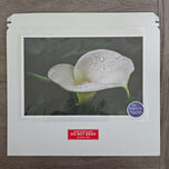 Kissed by Rain — White Arum Lily with Raindrops | Macro Photography Canvas Wall Art | Unframed Horizontal Print | Biophilic Decor