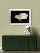 Kissed by Rain — White Arum Lily with Raindrops | Macro Photography Canvas Wall Art | Unframed Horizontal Print | Biophilic Decor