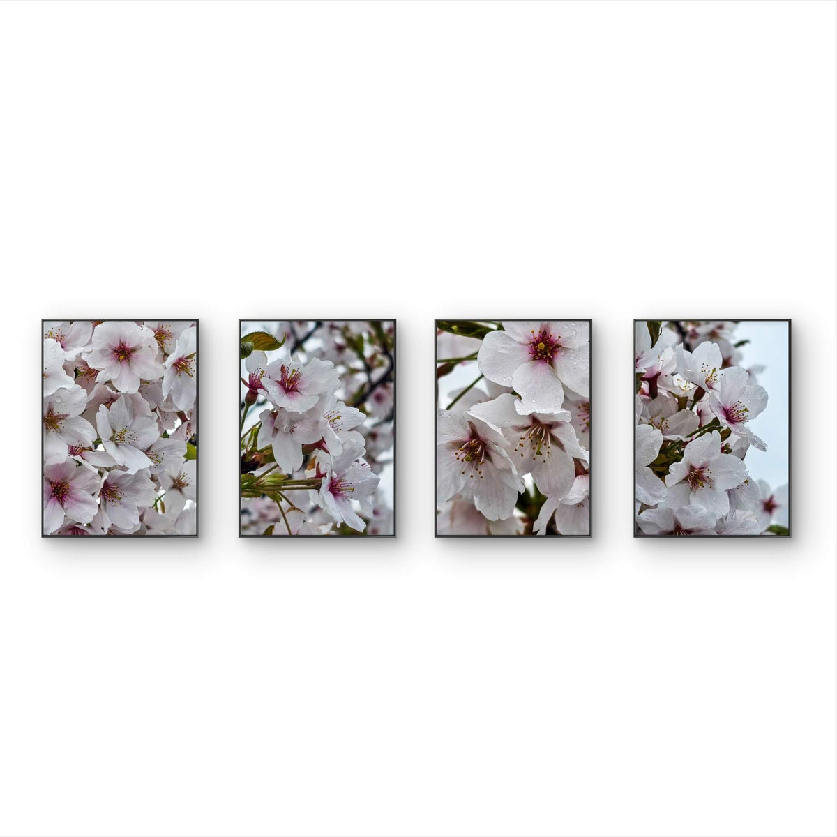 White Cherry Blossom Rain Photography Canvas Wall Art Set of 4