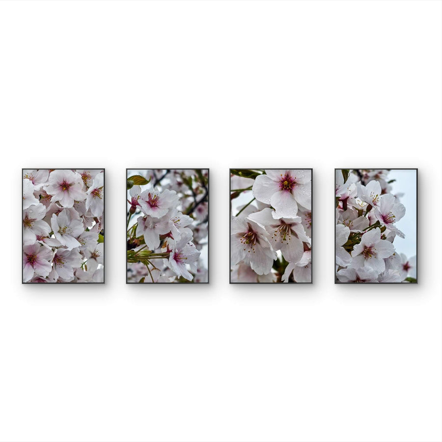 White Cherry Blossom Rain Photography Canvas Wall Art Set of 4