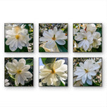 White Magnolia Blossom Macro Photography Canvas Set of 6 | Unframed Square Prints | Biophilic Décor for Living Room, Bedroom & Office
