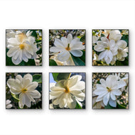 White Magnolia Blossom Macro Photography Canvas Set of 6 | Unframed Square Prints | Biophilic Décor for Living Room, Bedroom & Office