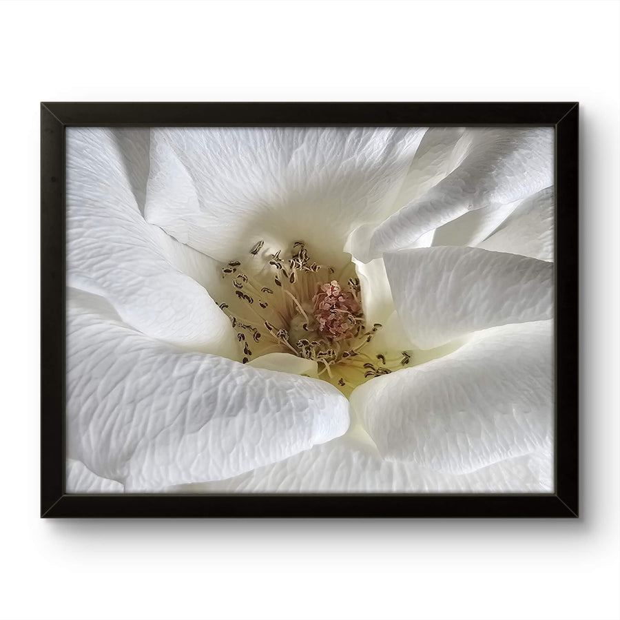 Bloom of Grace White Rose Framed Canvas Wall Art Ready to Hang