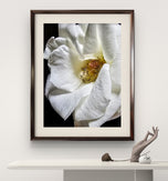 White Rose Canvas Art "The Bloom of Grace" | A Story of Resilience & Second Chances | Authentic Miracle Garden Photography | Biophilic Vertical Wall Decor