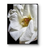 White Rose Canvas Art "The Bloom of Grace" | A Story of Resilience & Second Chances | Authentic Miracle Garden Photography | Biophilic Vertical Wall Decor