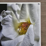 White Rose Macro Photography | Unframed Canvas Vertical Print | Biophilic Wall Art Decor