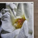 White Rose Macro Photography | Unframed Canvas Vertical Print | Biophilic Wall Art Decor