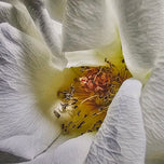 White Rose Macro Photography | Unframed Canvas Vertical Print | Biophilic Wall Art Decor
